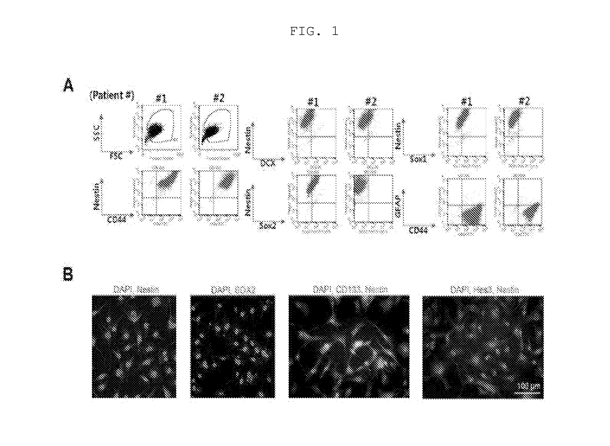 Stem cell culture medium and method for culturing stem cells using same