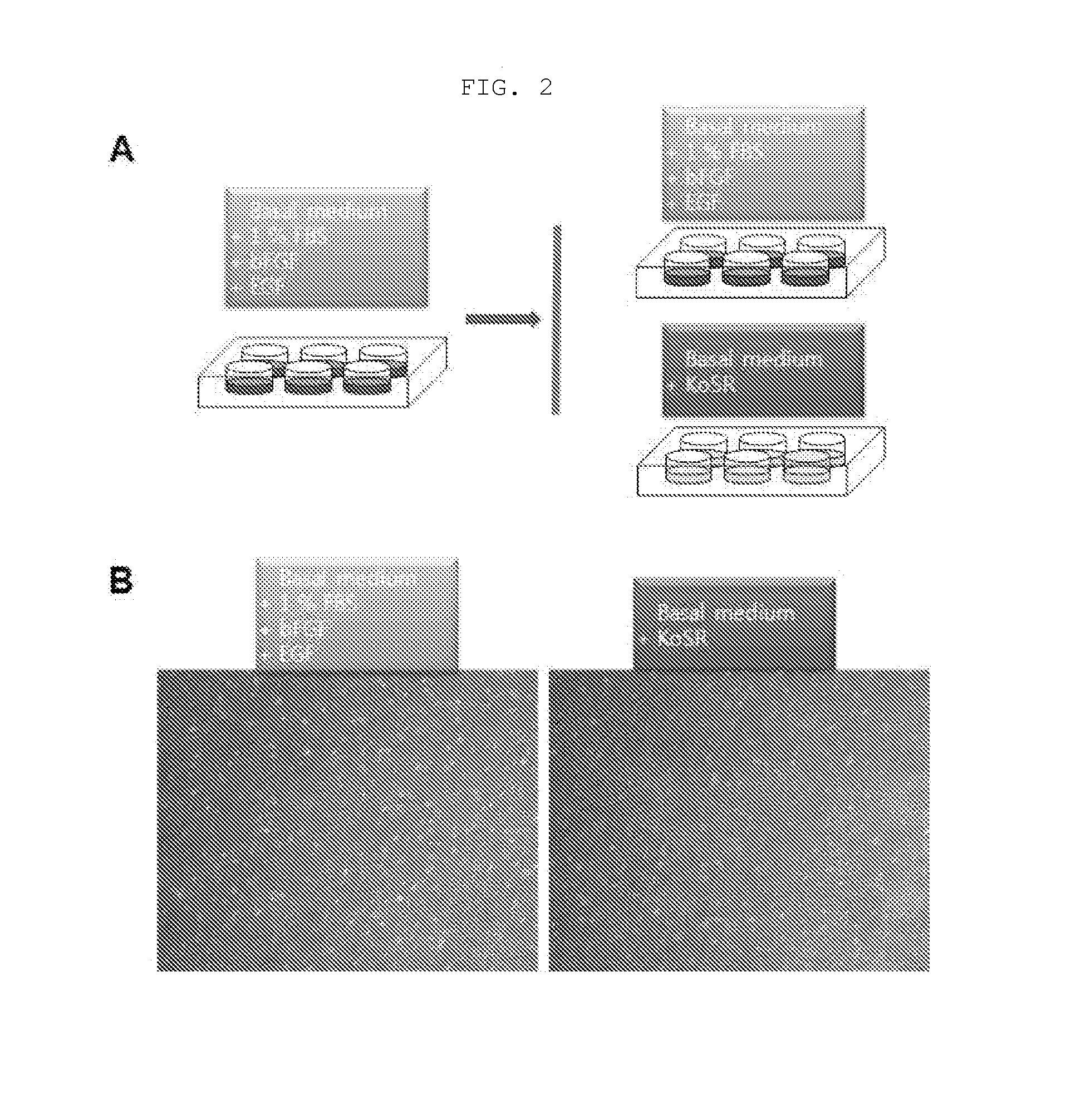 Stem cell culture medium and method for culturing stem cells using same