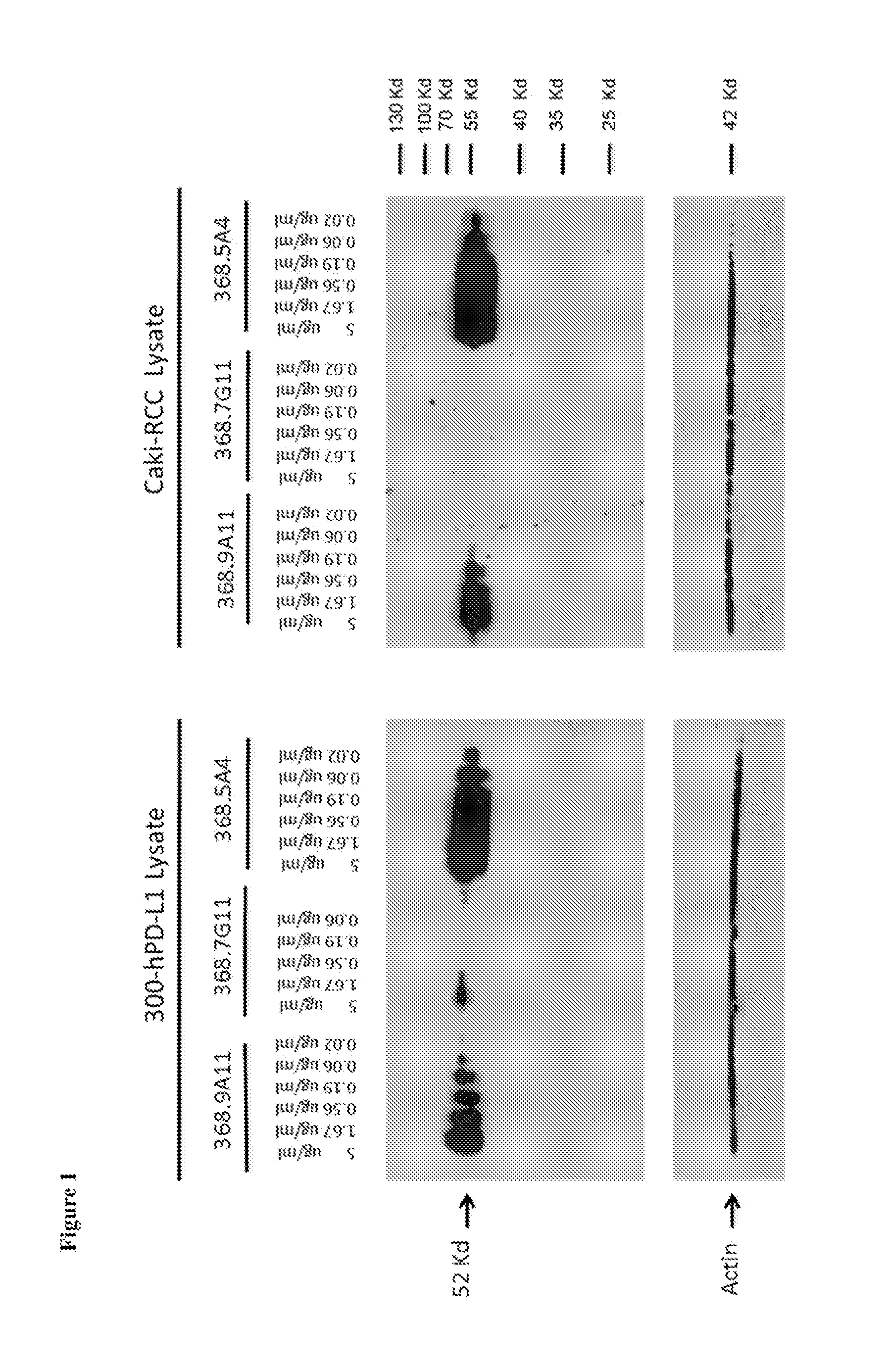 Anti-pd-l1 monoclonal antibodies and fragments thereof