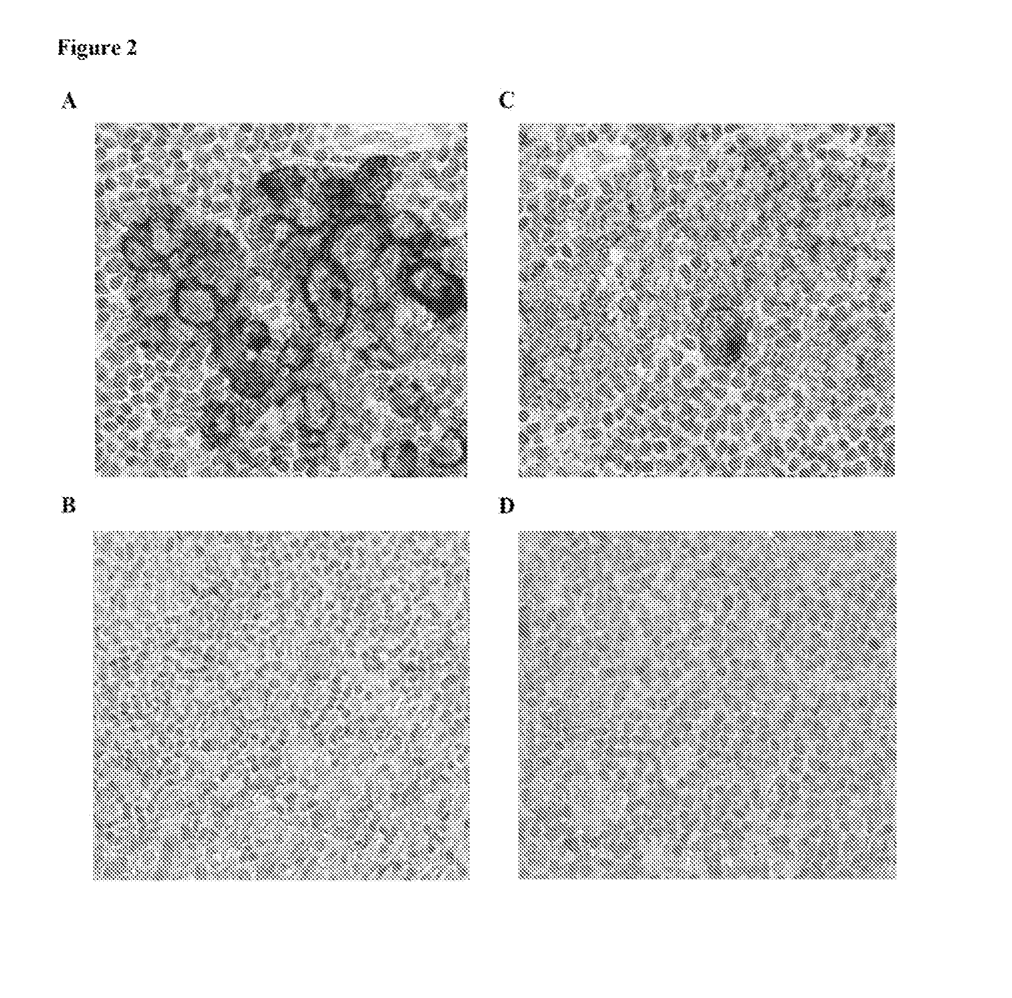 Anti-pd-l1 monoclonal antibodies and fragments thereof