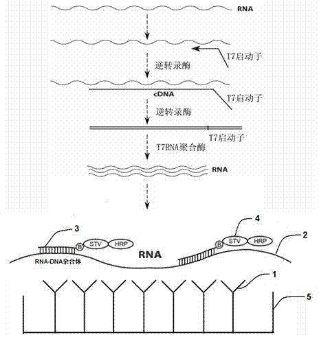 Nucleic acid detection method combining RNA amplification with hybrid capture method