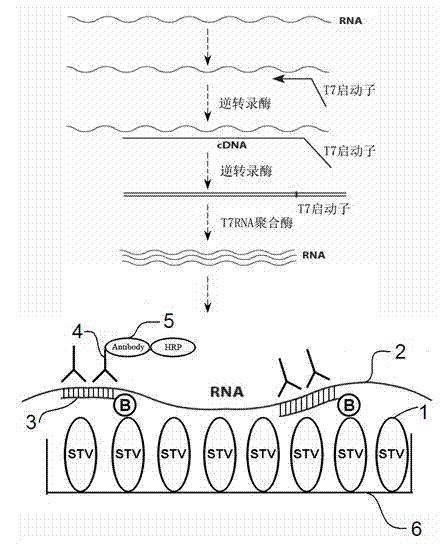Nucleic acid detection method combining RNA amplification with hybrid capture method