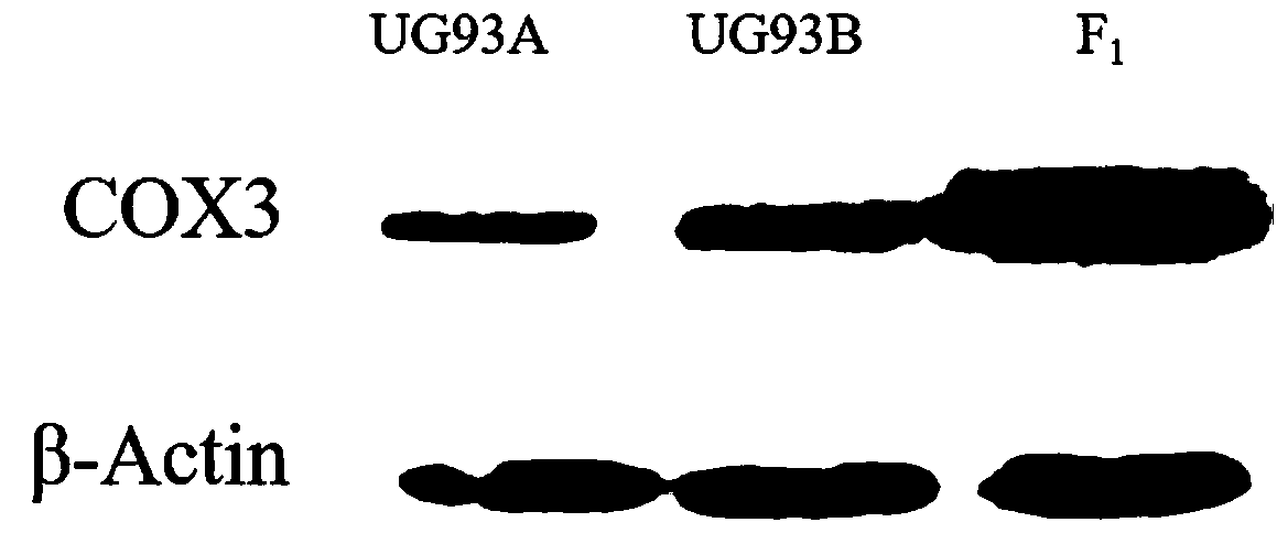 Kenaf mitochondrial protein COX3 antigen polypeptide and method for preparing polyclonal antibody and application