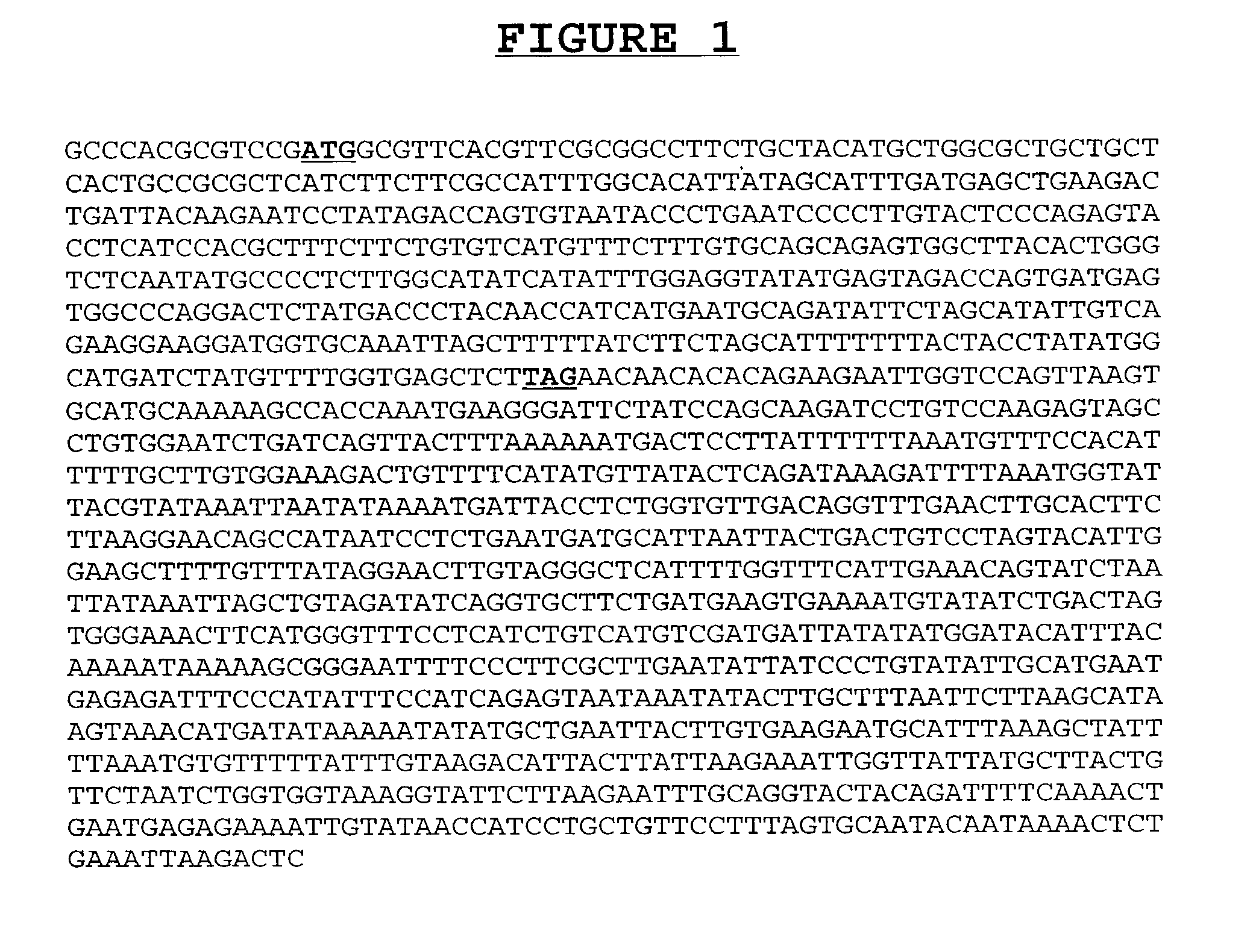 Compositions and methods for the diagnosis and treatment of disorders involving angiogenesis