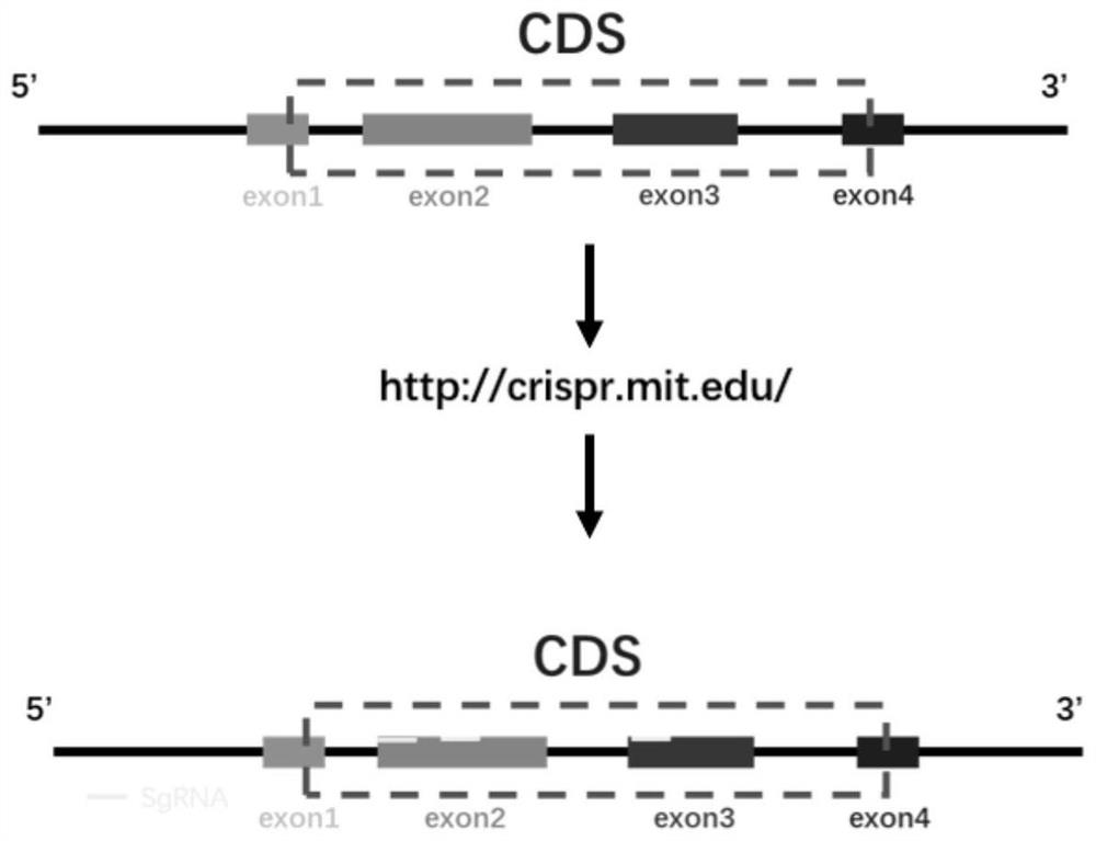 Mouse epigenetic gene knockout screening library and its construction method