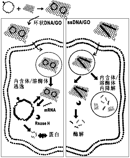 Application of circular DNA (Deoxyribonucleic Acid) in detecting and imaging sense RNA (Ribonucleic Acid) and gene therapy