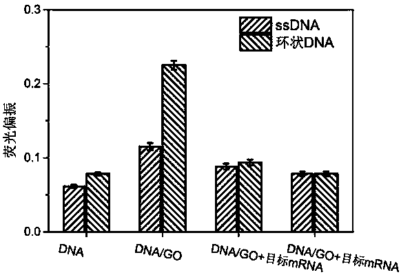 Application of circular DNA (Deoxyribonucleic Acid) in detecting and imaging sense RNA (Ribonucleic Acid) and gene therapy