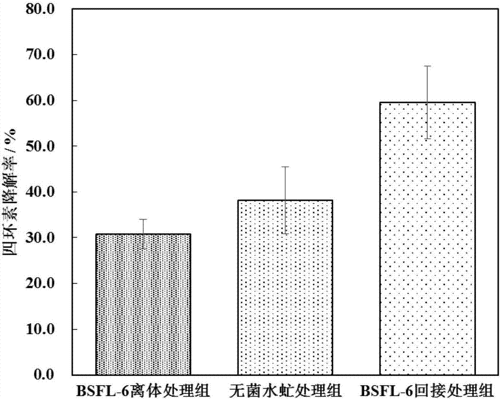 Insect stratiomyiid intestinal tract derived serratia marcescens BSFL06 and application thereof