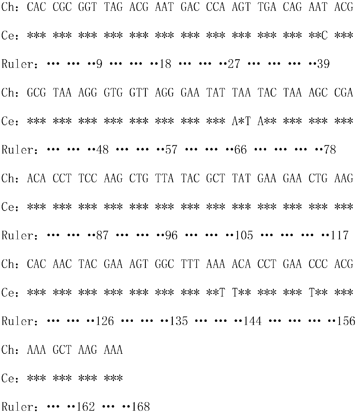 Molecular tagging primer and method for distinguishing South China Sea coryphaena equiselis and coryphaena hippurus