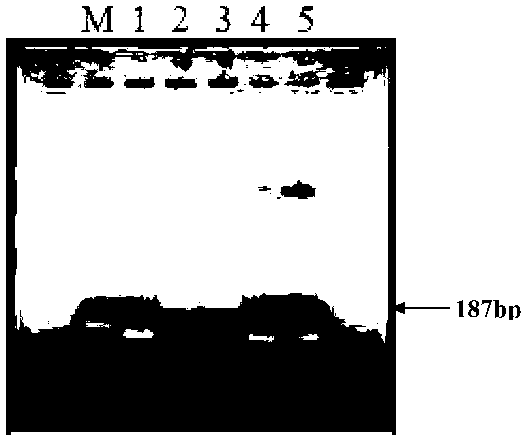 Method for quantitative determination of escherichia coli RNA, and specialized standard substance and application thereof