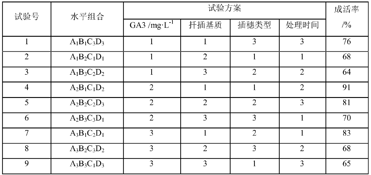 Cutting Propagation Method of Shorthair Golden Grass