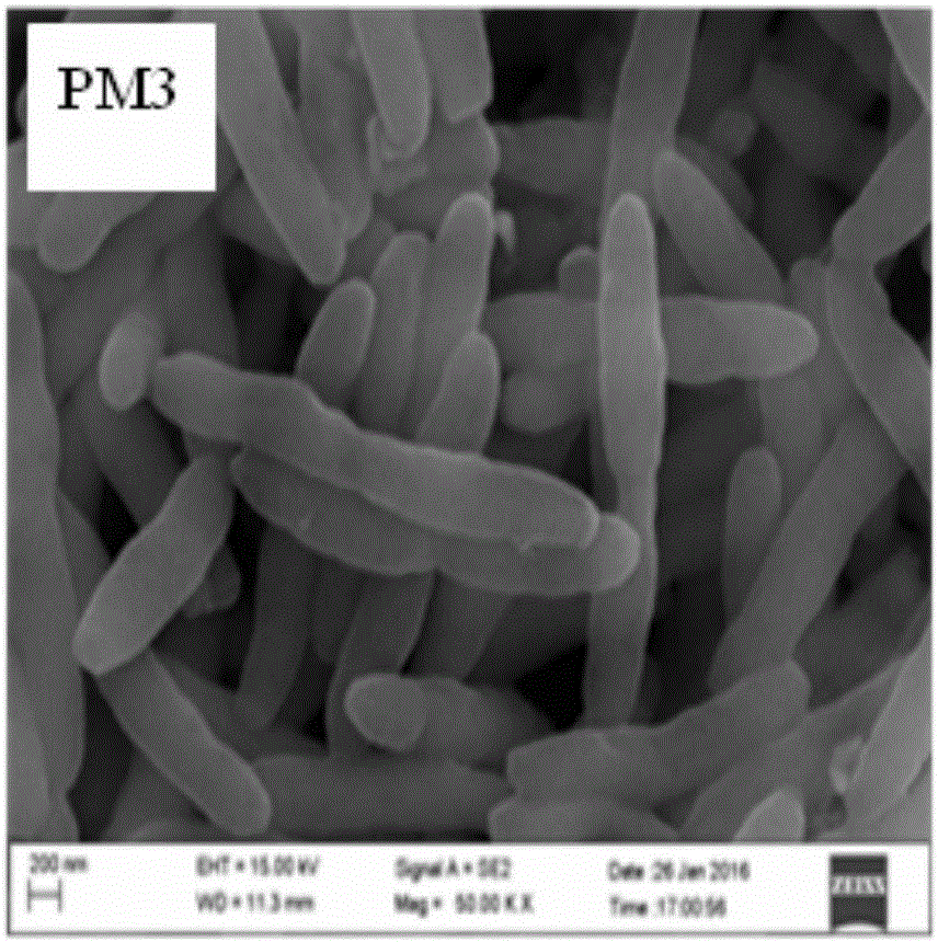 Method for treating domestic wastewater with silicon aluminum ceramic porous material immobilized microorganism