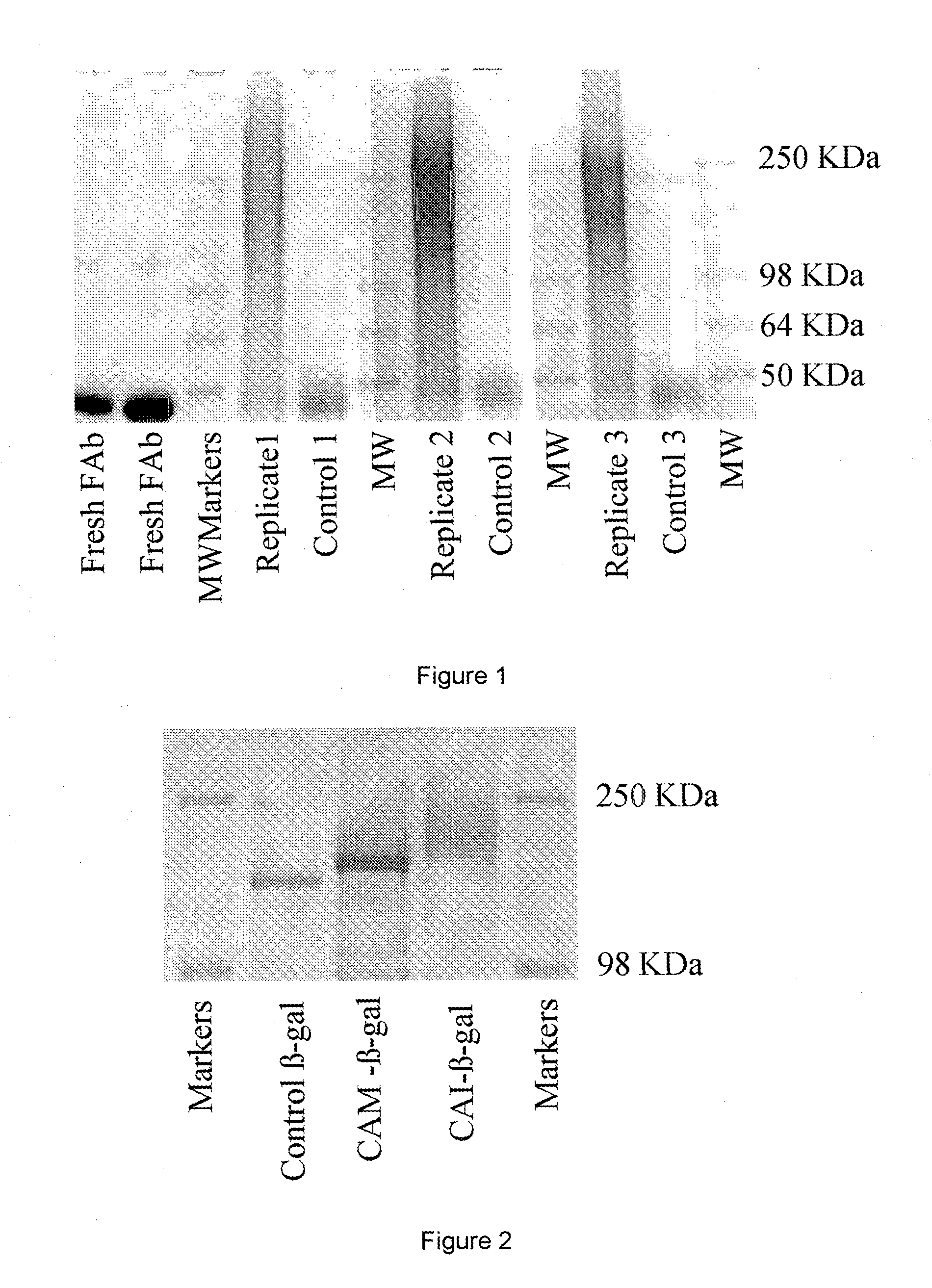 Polysialic acid derivatives