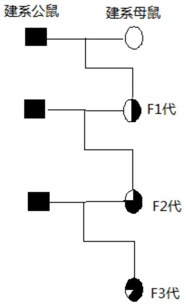 A kind of cultivation method of high blastocyst formation rate icr mice