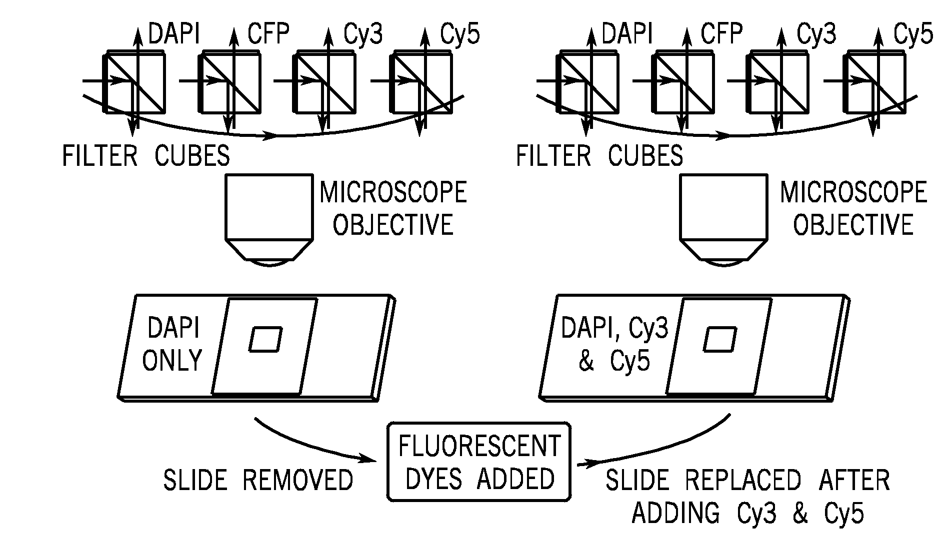 Method and Apparatus for Removing Tissue Autofluorescence