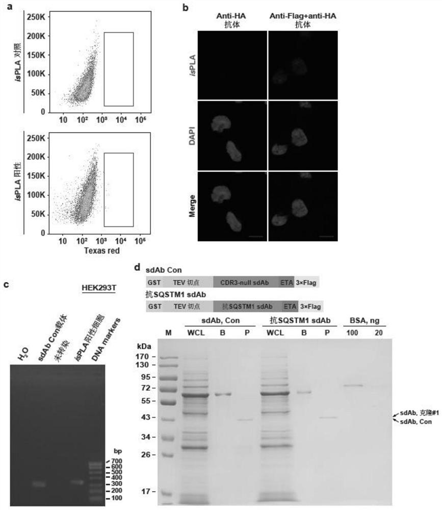 Method for high-throughput screening of single-domain antibody by utilizing isPLA and application of method