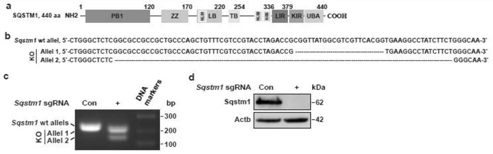 Method for high-throughput screening of single-domain antibody by utilizing isPLA and application of method