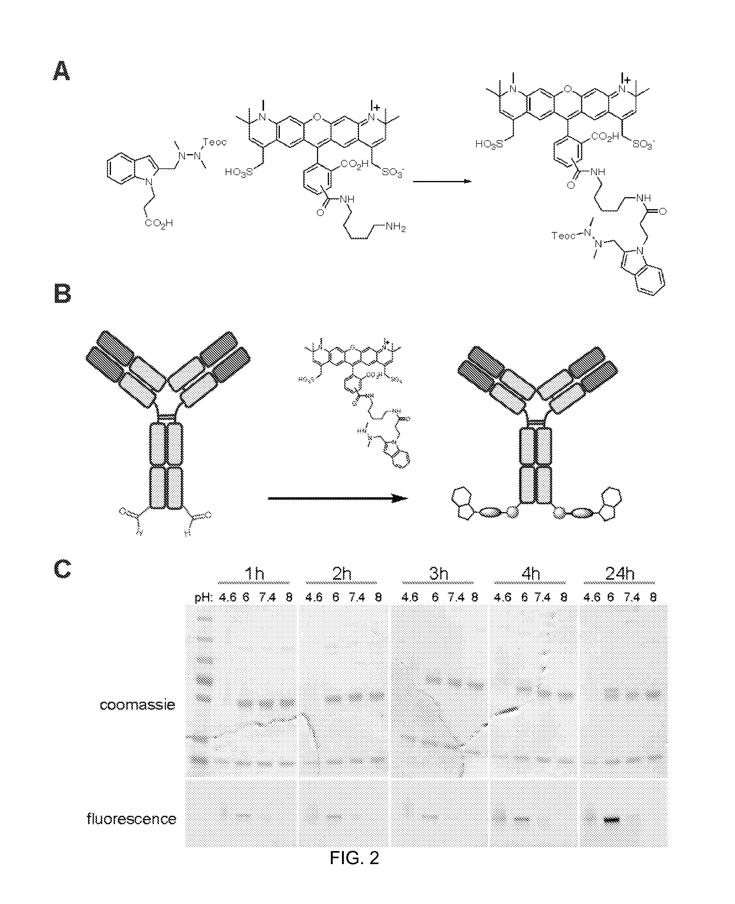 Hydrazinyl-indole compounds and methods for producing a conjugate