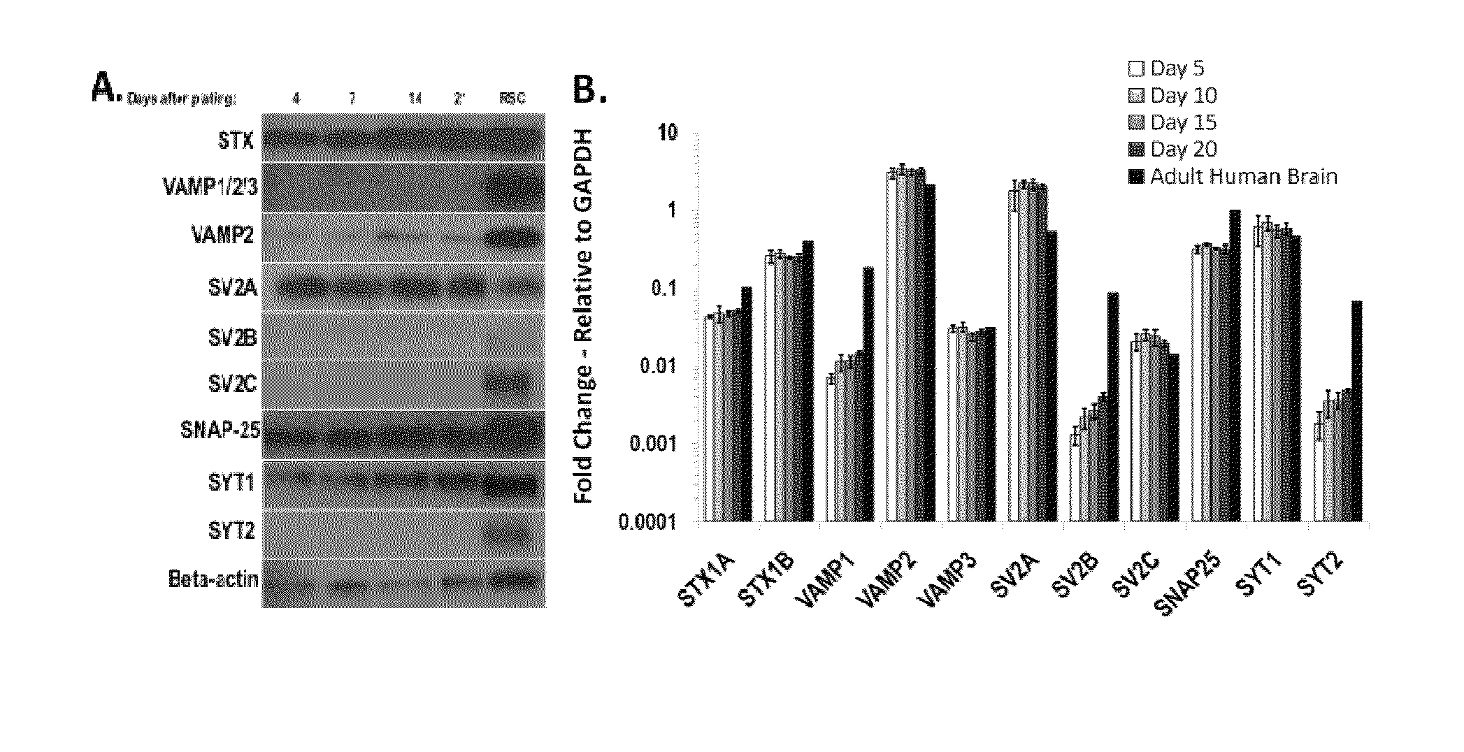 Compositions and methods for toxigenicity testing