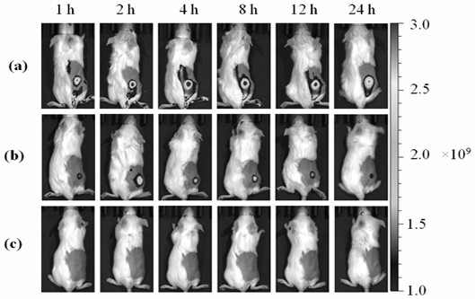 Application of Sodium Alginate as Targeting Carrier of Antineoplastic Drugs