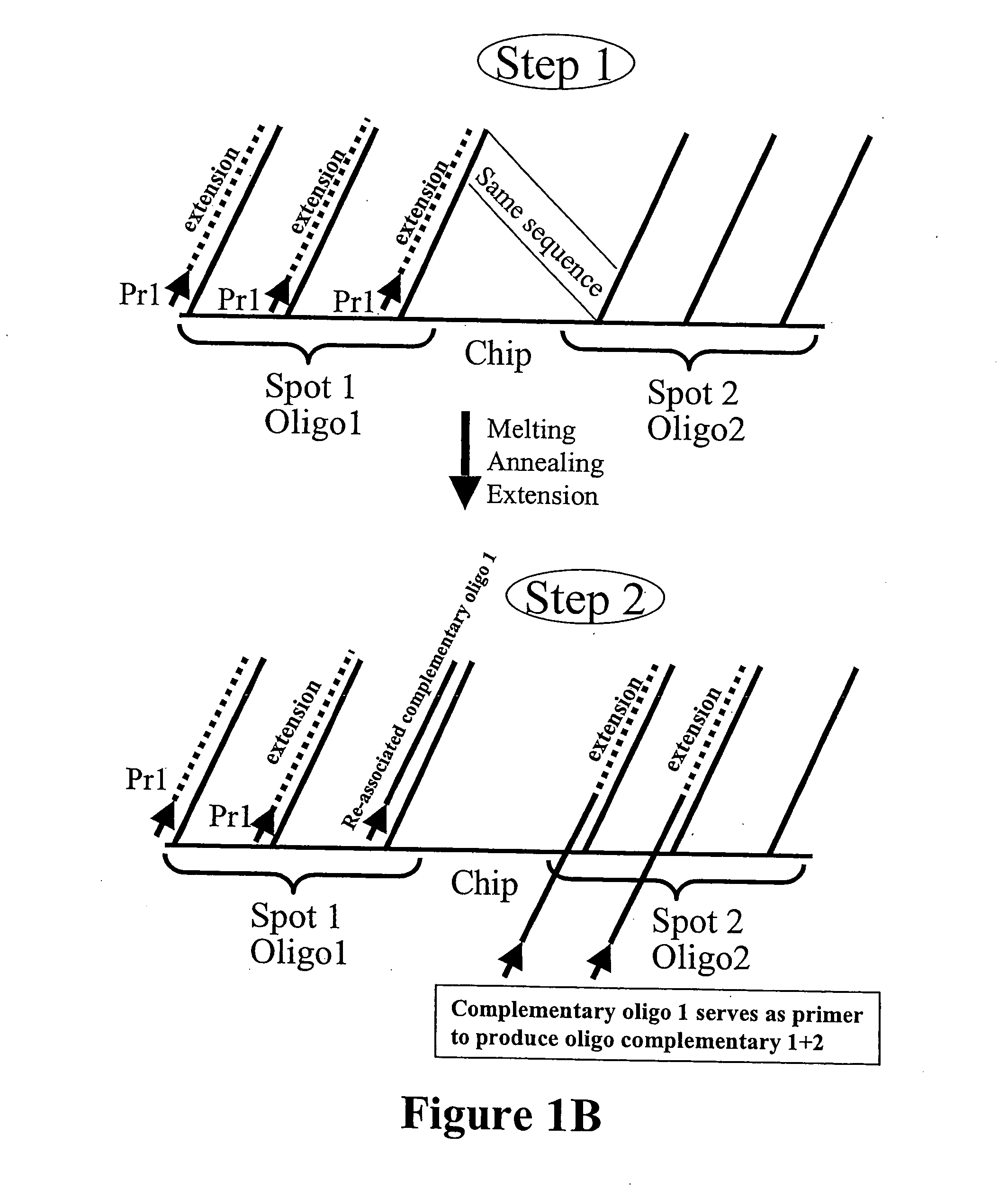 Microarray synthesis and assembly of gene-length polynucleotides