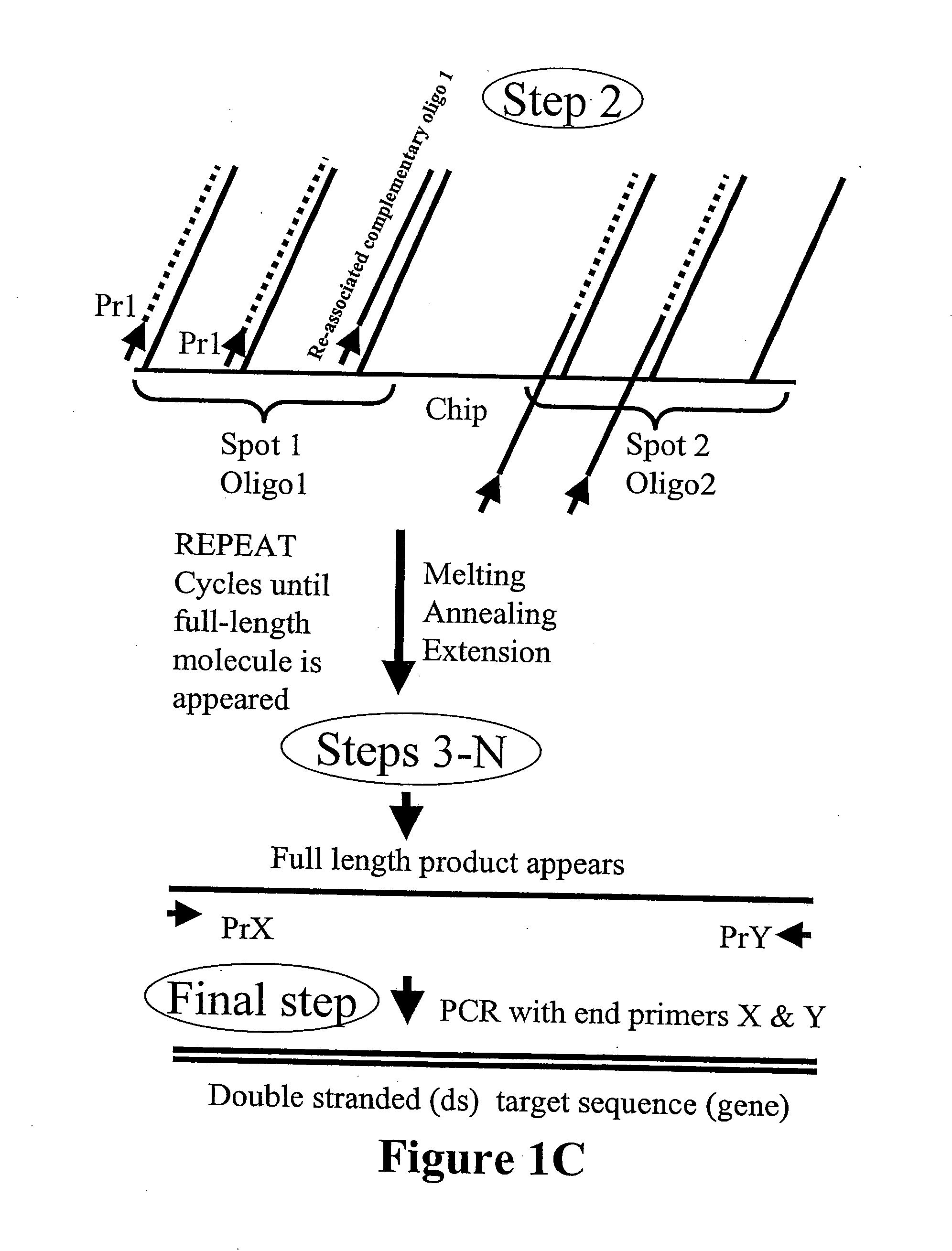 Microarray synthesis and assembly of gene-length polynucleotides
