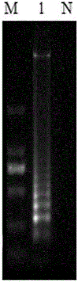 Loop-mediated isothermal amplification kit detecting campylobacter jejuni and detection method