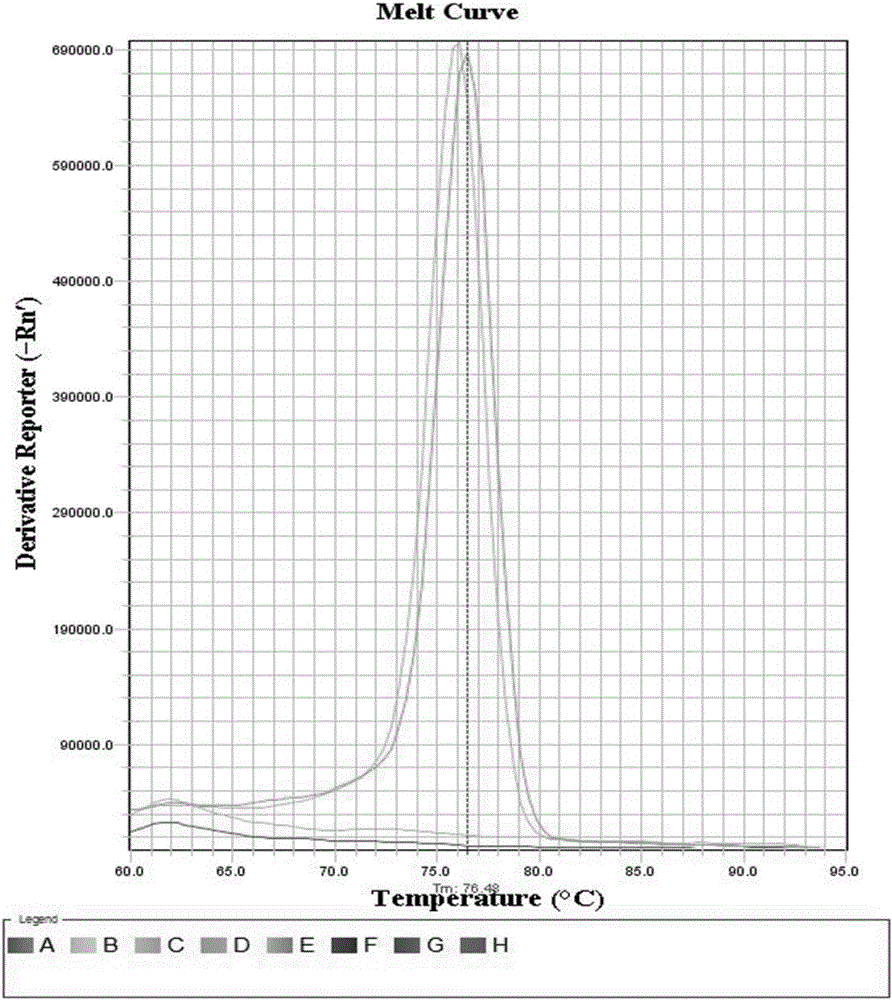 Loop-mediated isothermal amplification kit detecting campylobacter jejuni and detection method