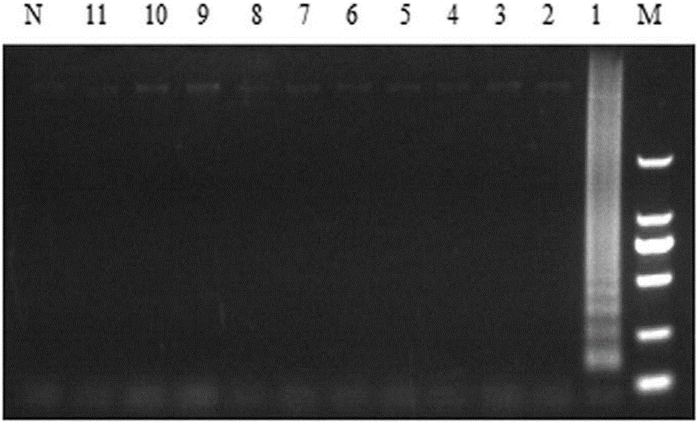 Loop-mediated isothermal amplification kit detecting campylobacter jejuni and detection method