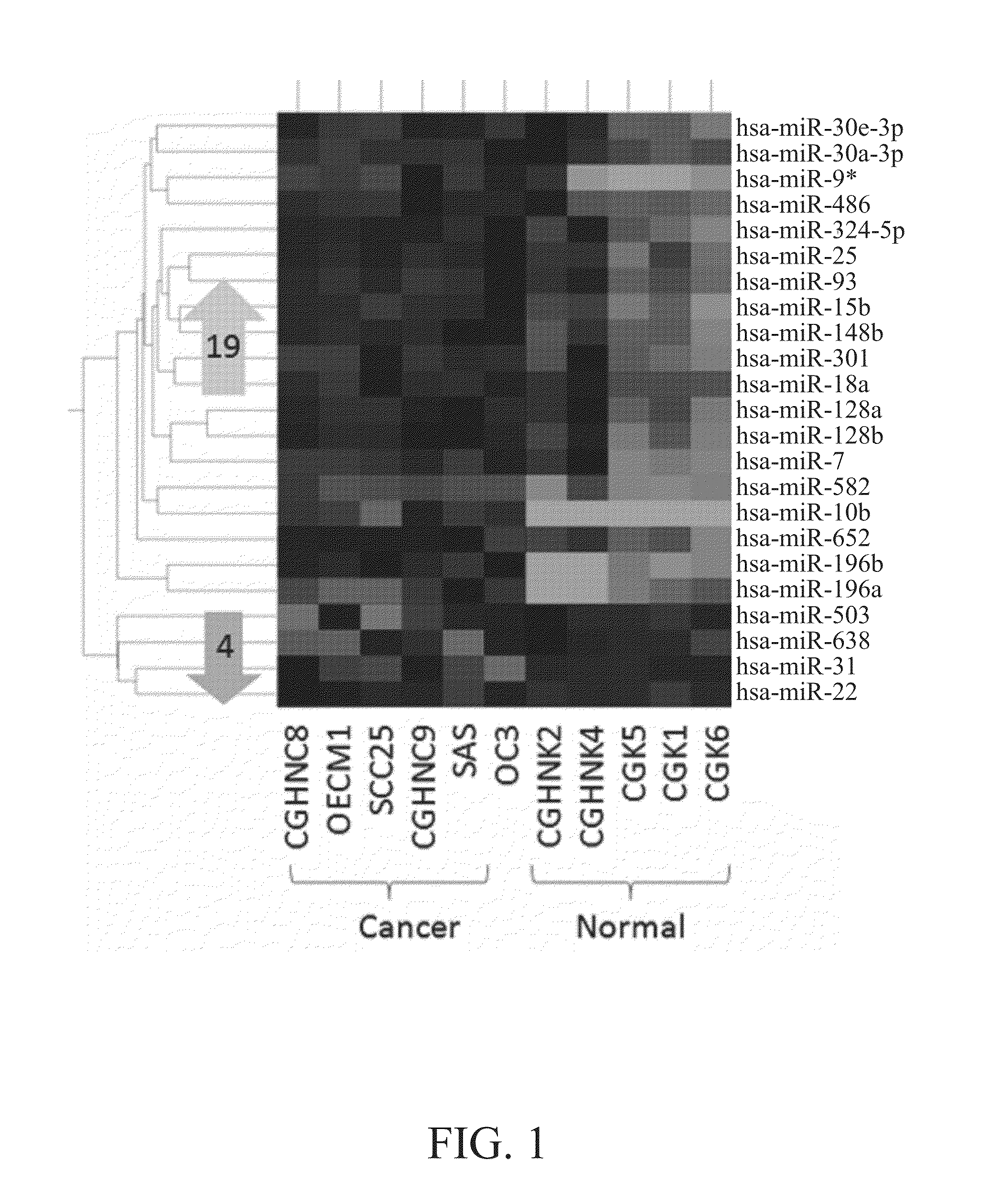 Method of using sequence of antagomir for developing medicine for inhibiting oral cancer cells from spreading