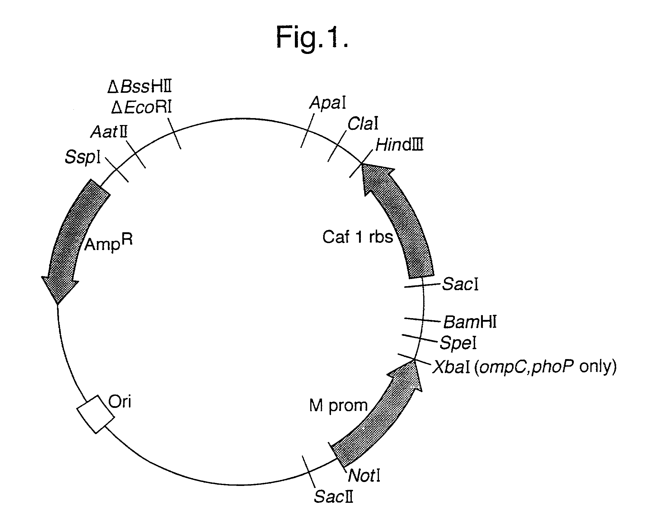 Recombinant microorganisms