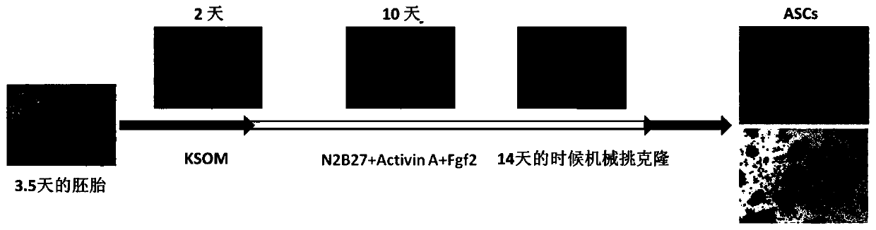 Mouse or human totipotent stem cell quteascs induction and culture method