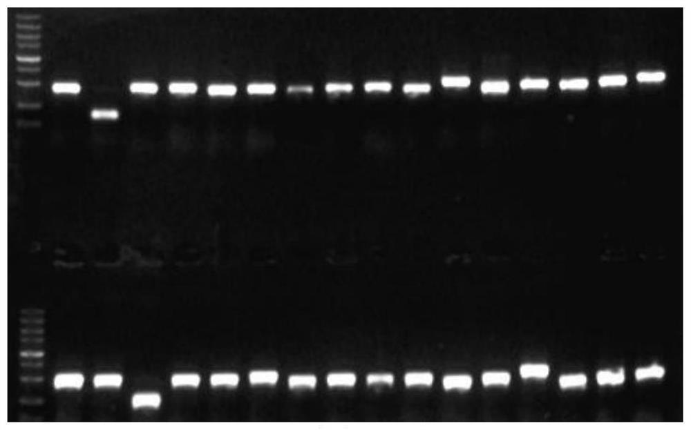 Construction method of CAMTA2 gene deletion type zebrafish