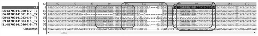 Construction method of CAMTA2 gene deletion type zebrafish