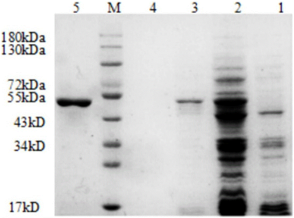 Hybridoma cell strain capable of secreting anti-mycoplasma bovis monoclonal antibody and application thereof