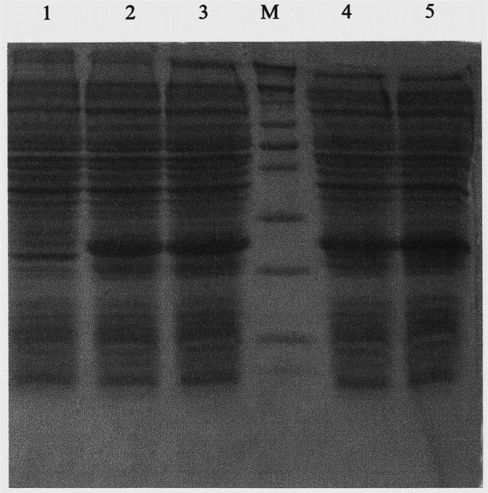 Preparation method of human neuregulin 4