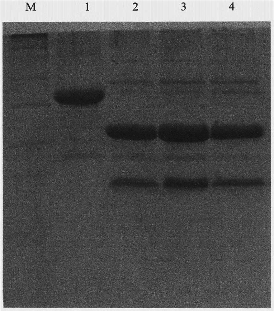 Preparation method of human neuregulin 4