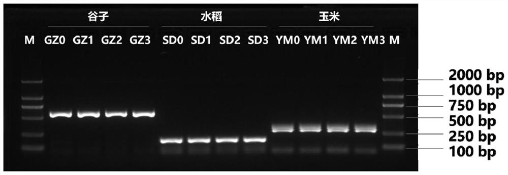 Plant leaf DNA extraction lysis buffer solution, plant leaf DNA rapid extraction method and application