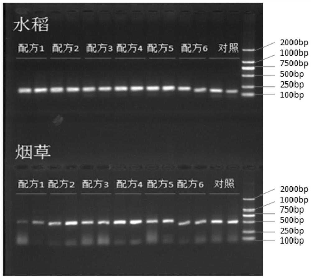 Plant leaf DNA extraction lysis buffer solution, plant leaf DNA rapid extraction method and application