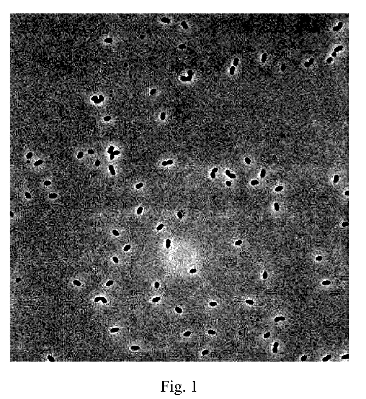 Novel lactic acid bacteria and use thereof