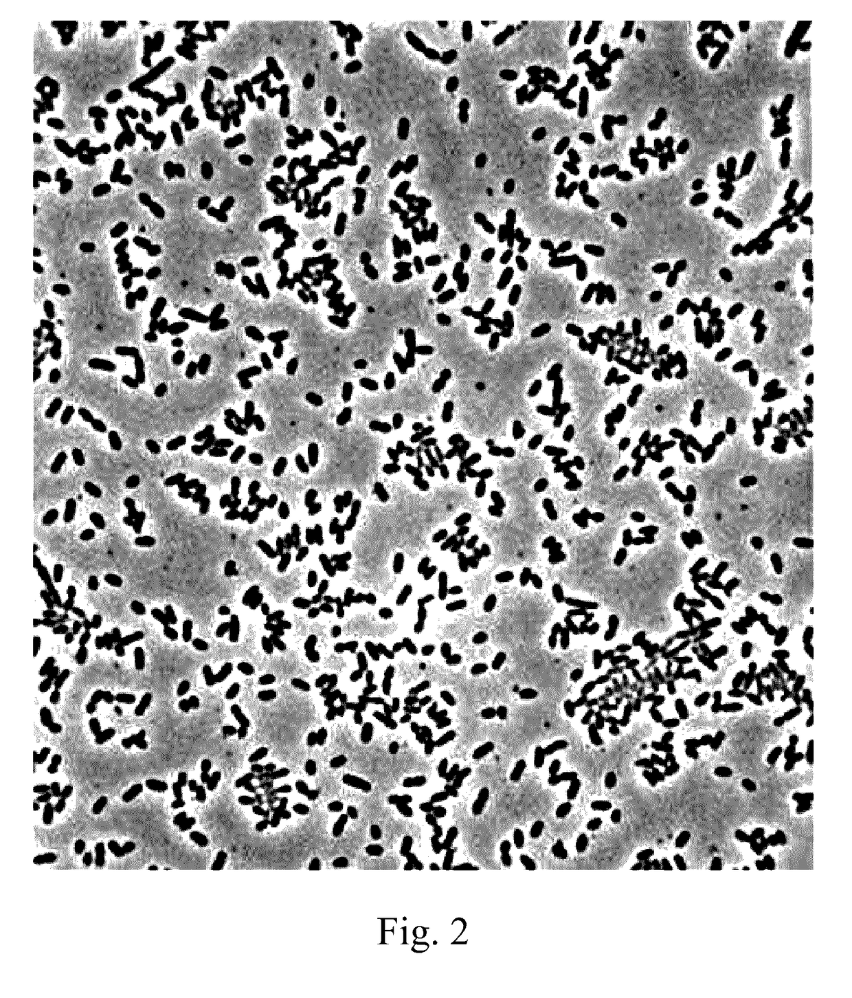 Novel lactic acid bacteria and use thereof