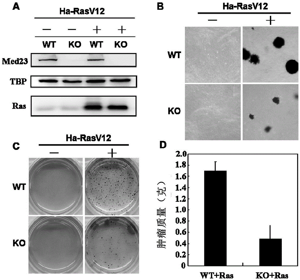 Transcriptional mediator med23 subunits as targets for cancer prevention or treatment