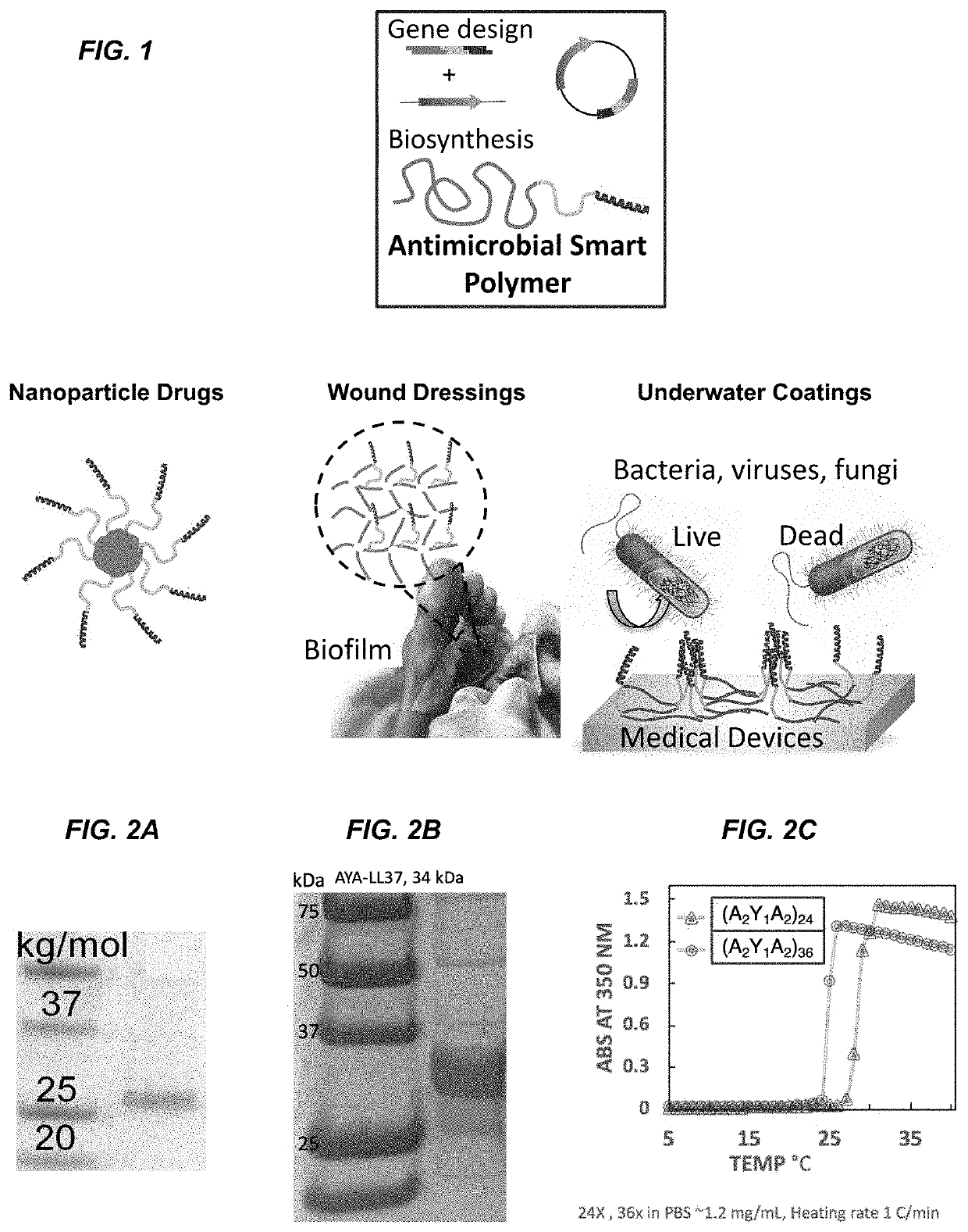Antimicrobial biopolymer compositions, methods of synthesis, and applications of use