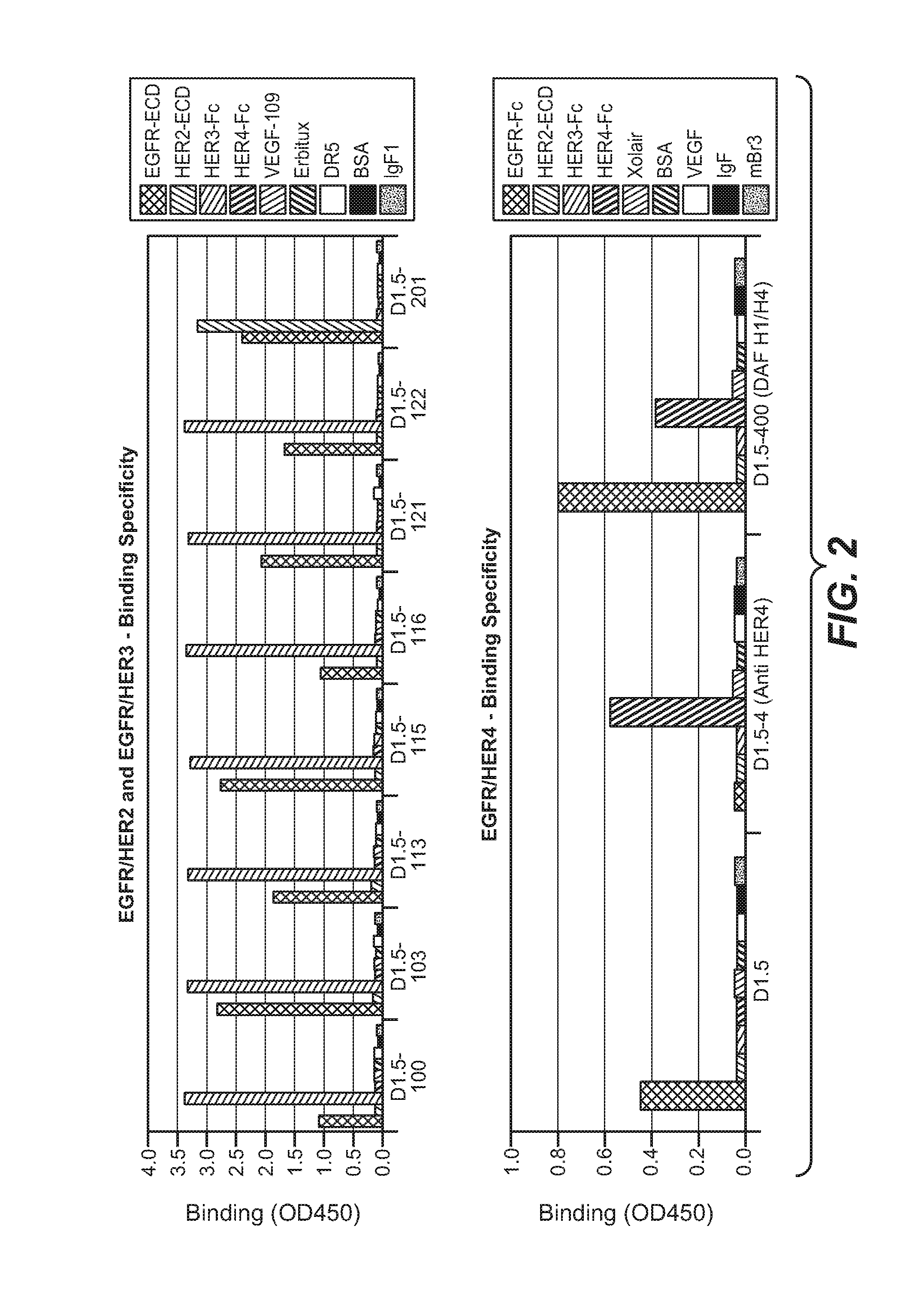 Bispecific Anti-her antibodies