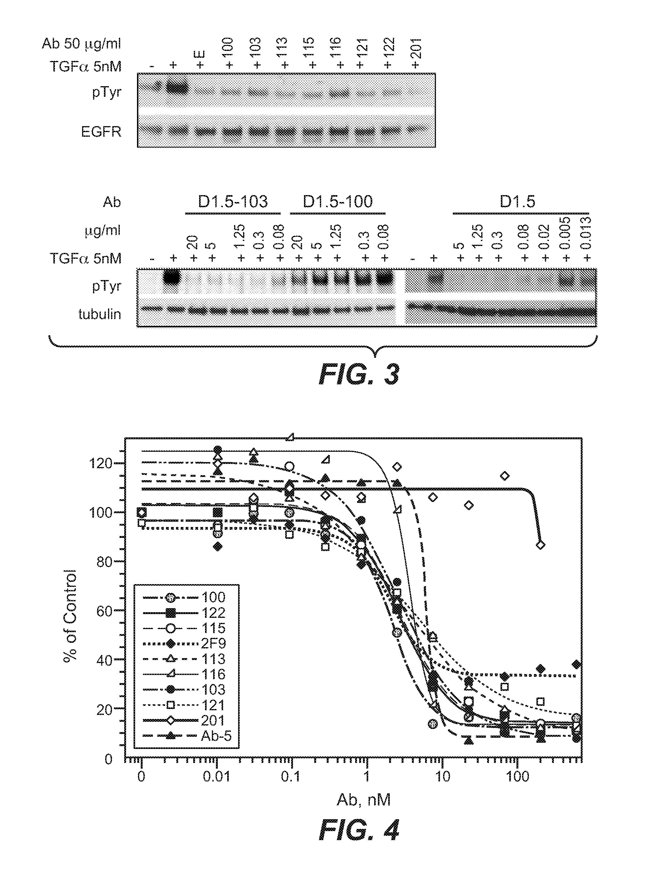 Bispecific Anti-her antibodies