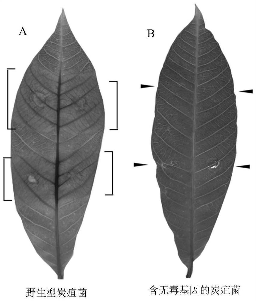Rubber tree erysiphaceae avirulence gene screening method, effect protein and application