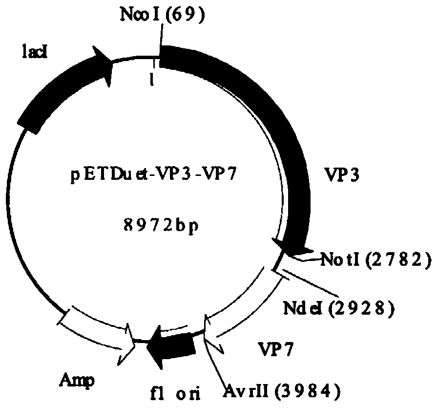 Soluble preparation method for BT (bluetongue) virus nonstructural protein NS3