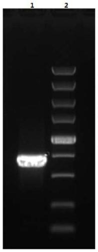 Soluble preparation method for BT (bluetongue) virus nonstructural protein NS3