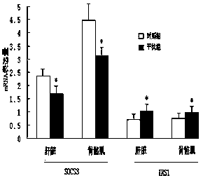 Application of inhibition of SOCS3 expression through lentivirus-mediated RNA interference in preventing and controlling insulin resistance in diabetics