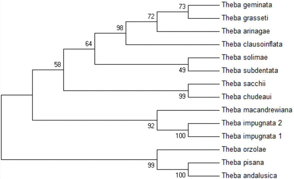 Primer for authenticating theba impugnata, kit, application of primer and authenticating method